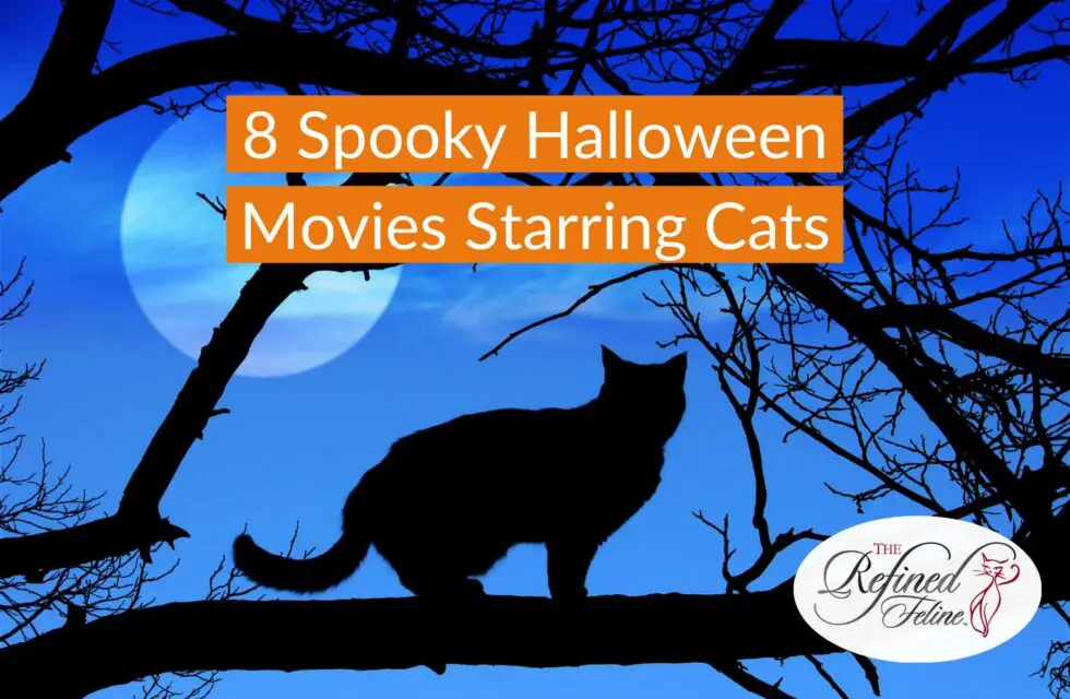 8-spookly-halloween-movies-starring-cats-980x640