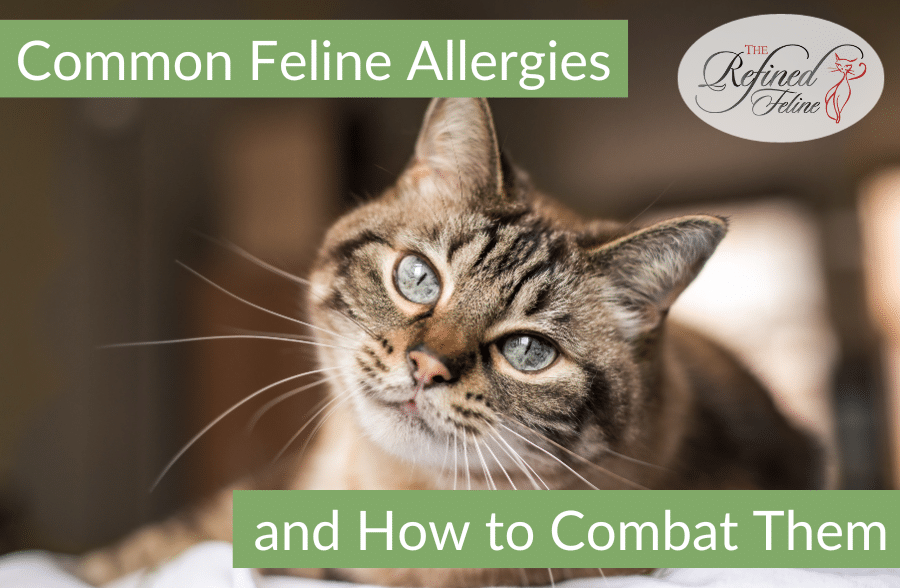 Common Feline Allergies and How to Combat Them
