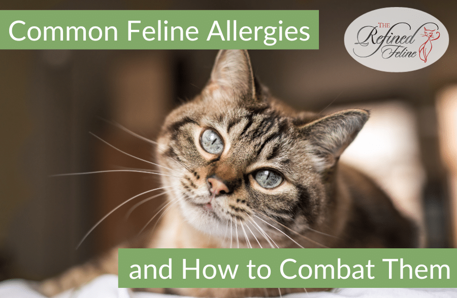 Tabby cat lying indoors, overlay text reads “Common Feline Allergies and How to Combat Them,” product logo top right.