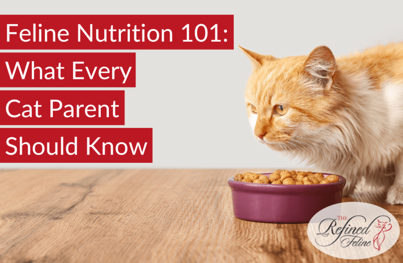 Ginger cat eating from a bowl on wood floor. Text reads "Feline-Nutrition-101-What-Every-Cat-Parent-Should-Know". The Refined Feline logo.