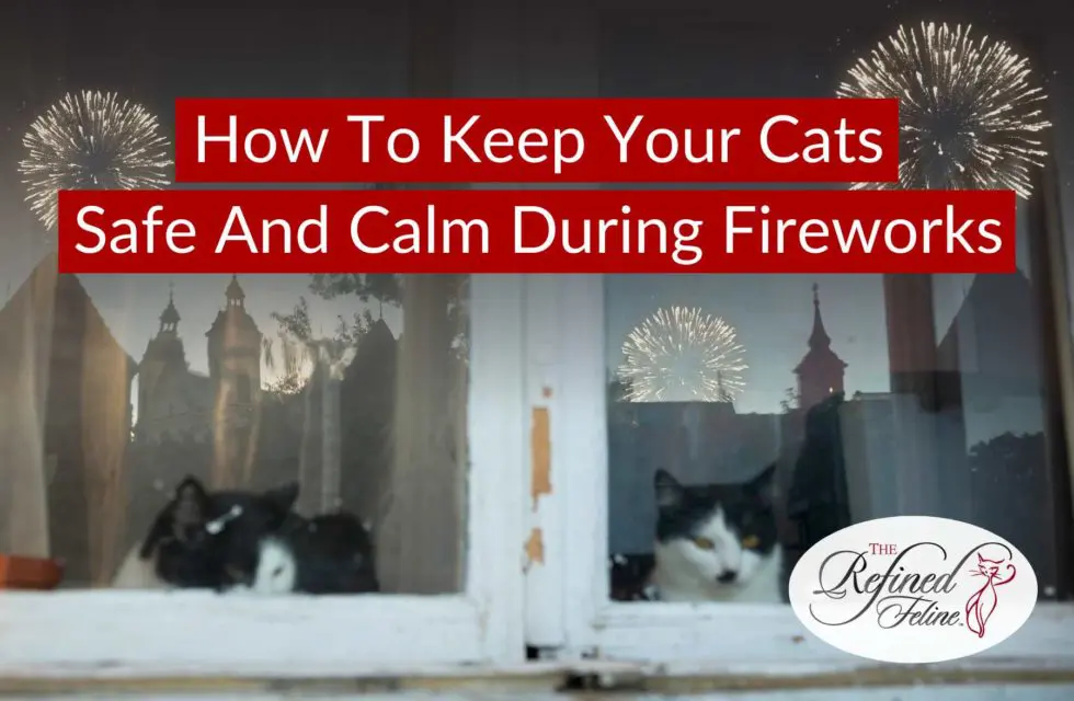 Keep-Your-Cats-Safe-And-Calm-During-Fireworks-980x640
