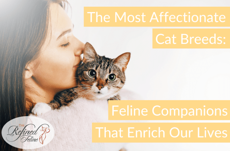 The-Most-Affectionate-Cat-Breeds-Feline-Companions-That-Enrich-Our-Lives