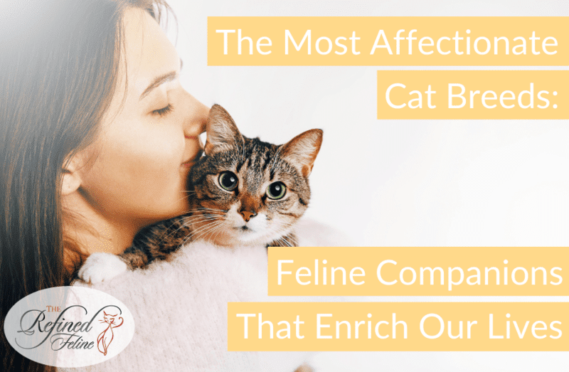 Woman cuddling a tabby cat. On-screen text: The Most Affectionate Cat Breeds—find loving, warm companions.