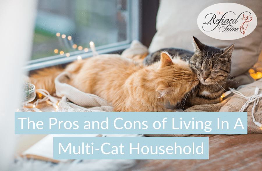 The Pros and Cons of Living In A Multi Cat Household