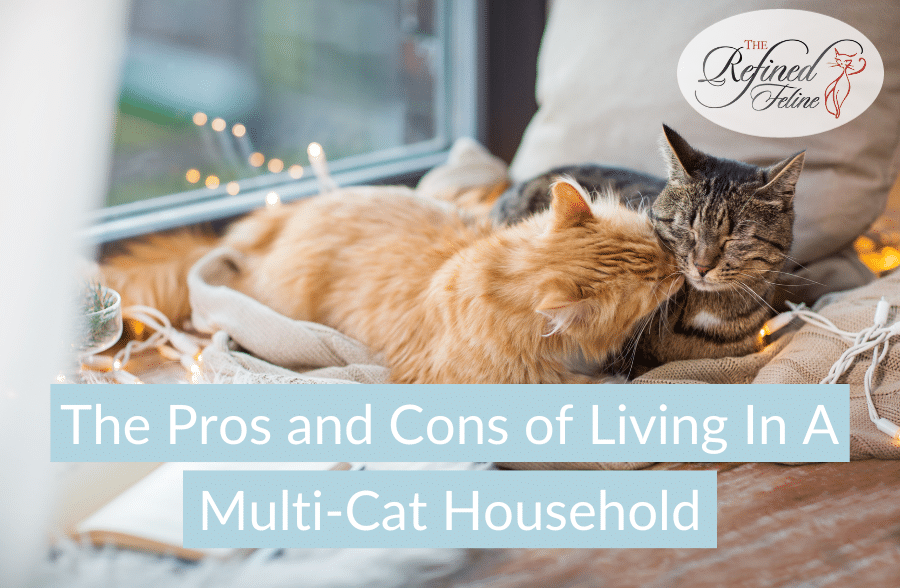 Two cats cuddling on a blanket by a window in a cozy room. Text reads: The Pros and Cons of Living In A Multi Cat Household.