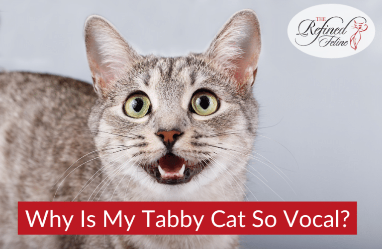 Why Is My Tabby Cat So Vocal? The Refined Feline