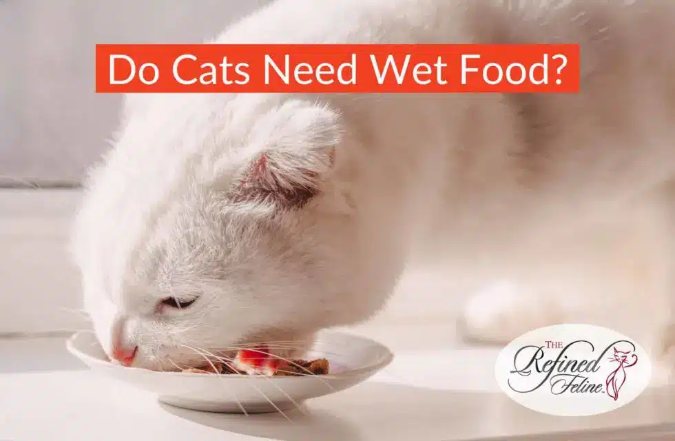 do-cats-need-wet-food-980x640