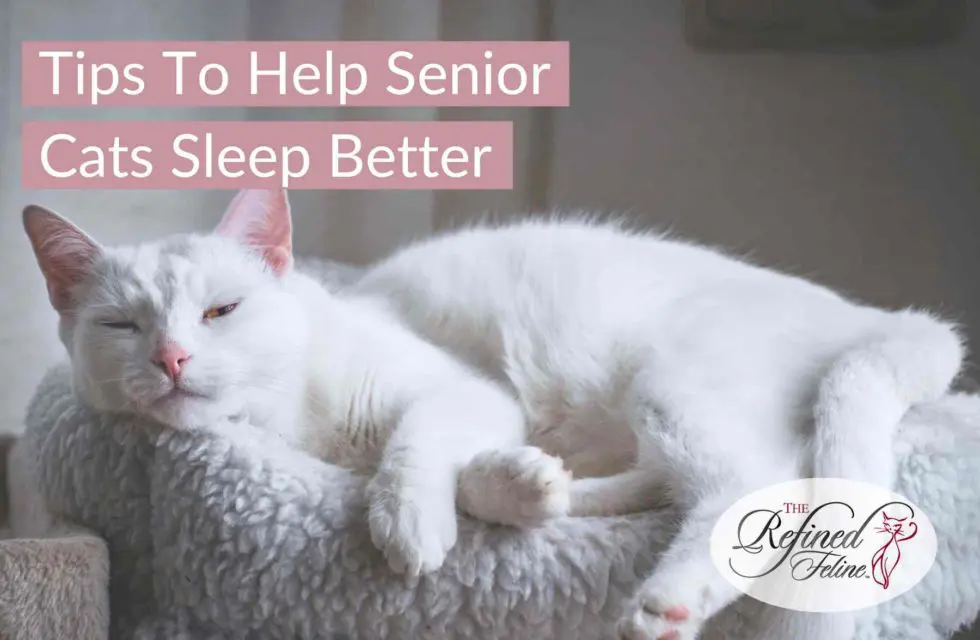 help-senior-cats-sleep-better-980x640