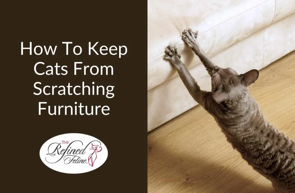 how-to-keep-cats-from-scratching-furniture-980x640