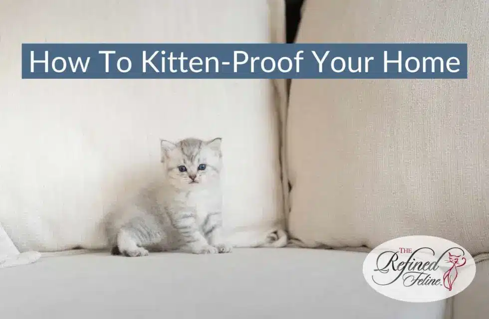 how-to-kitten-proof-your-home-980x640