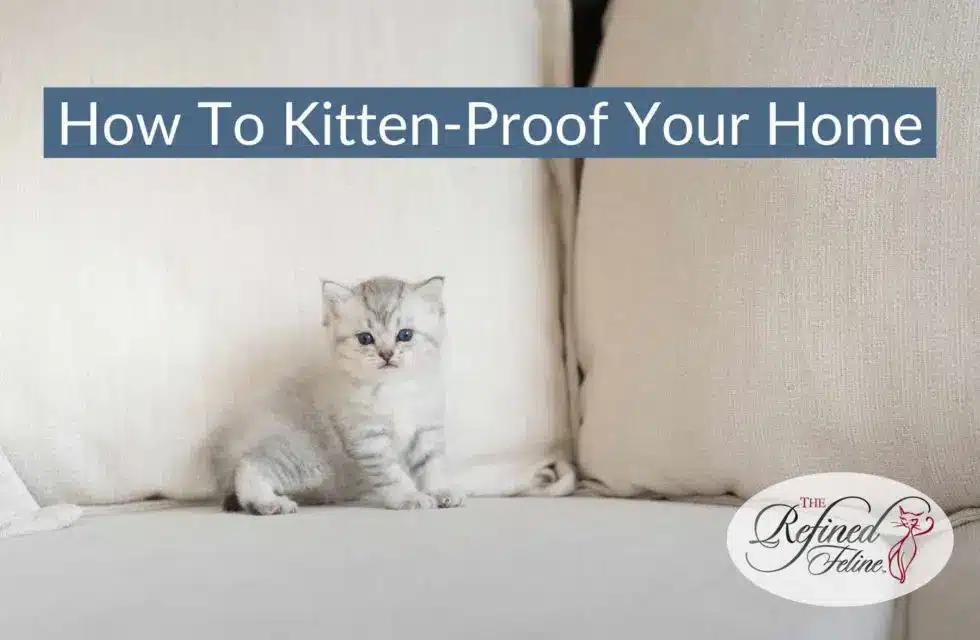 How To Kitten-Proof Your Home - The Refined Feline