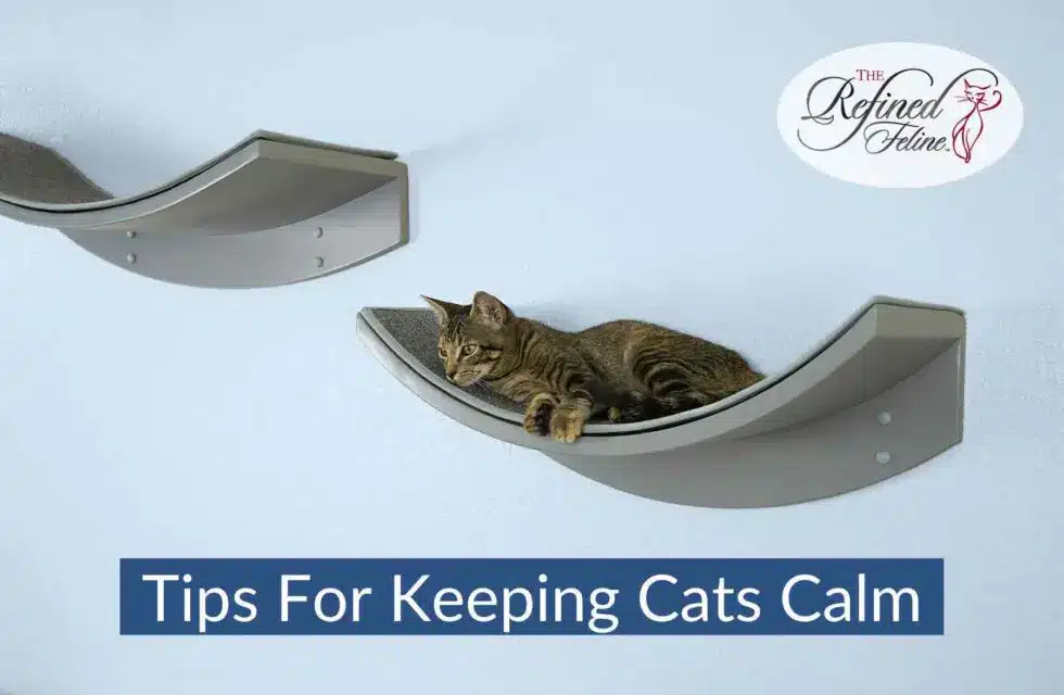 tips-for-keeping-cats-calm-980x640