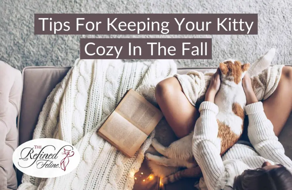 tips-for-keeping-your-kitty-cozy-in-the-fall-980x640