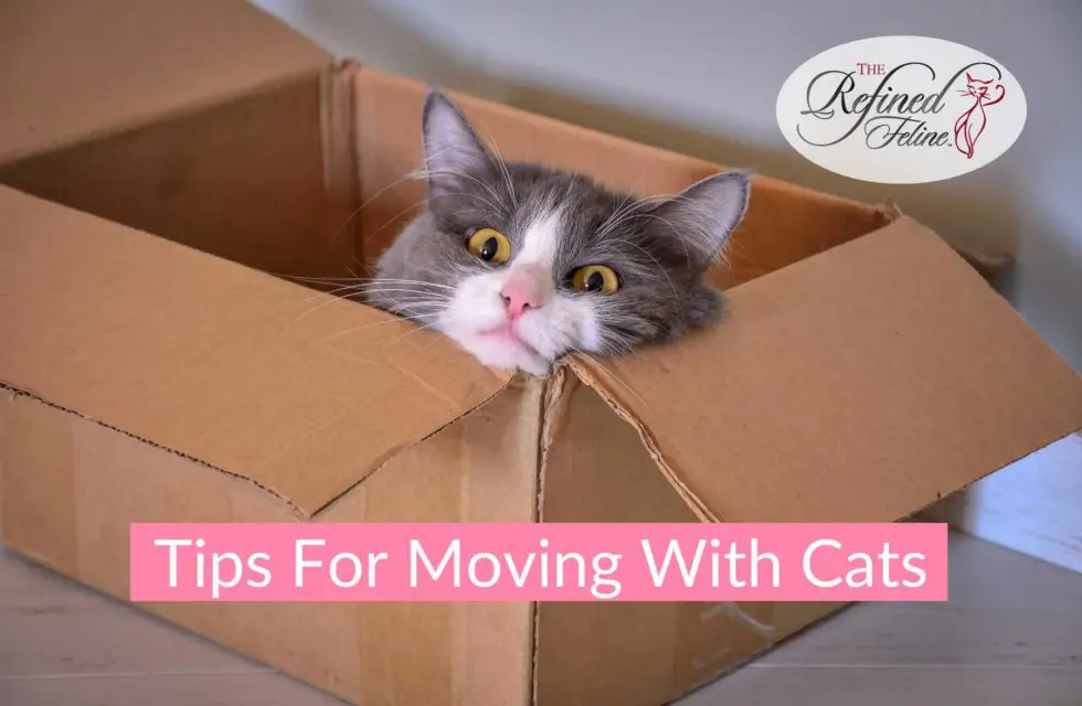 tips-for-moving-with-cats-980x640