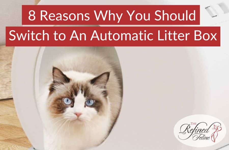 Blue-eyed cat sitting in a litter box. Text reads: 8 Reasons to Switch to an Automatic Litter Box for less hassle.