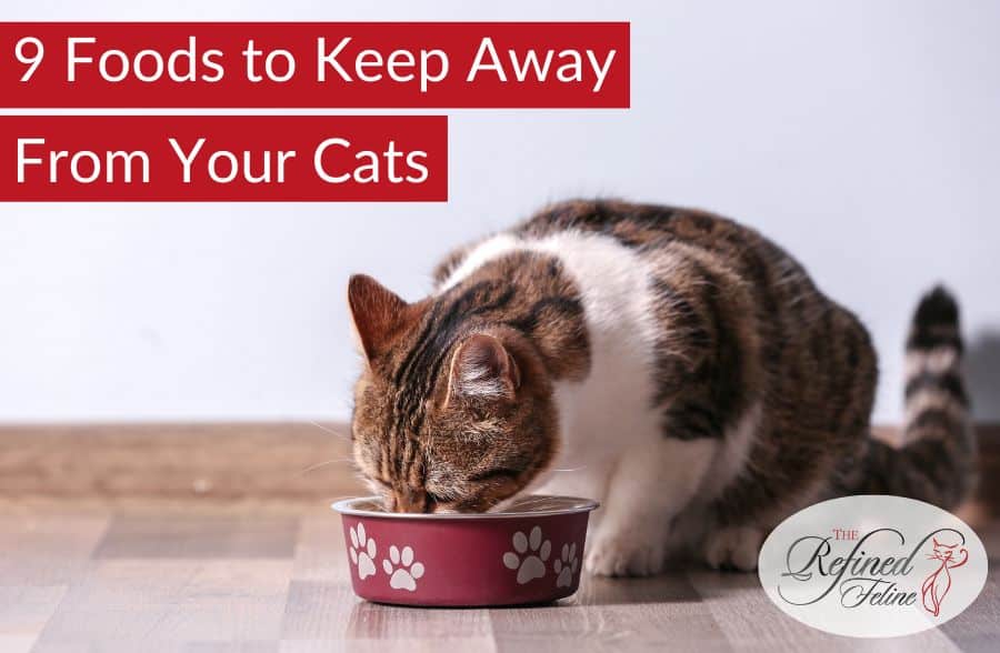 9 Foods to Keep Away From Your Cats