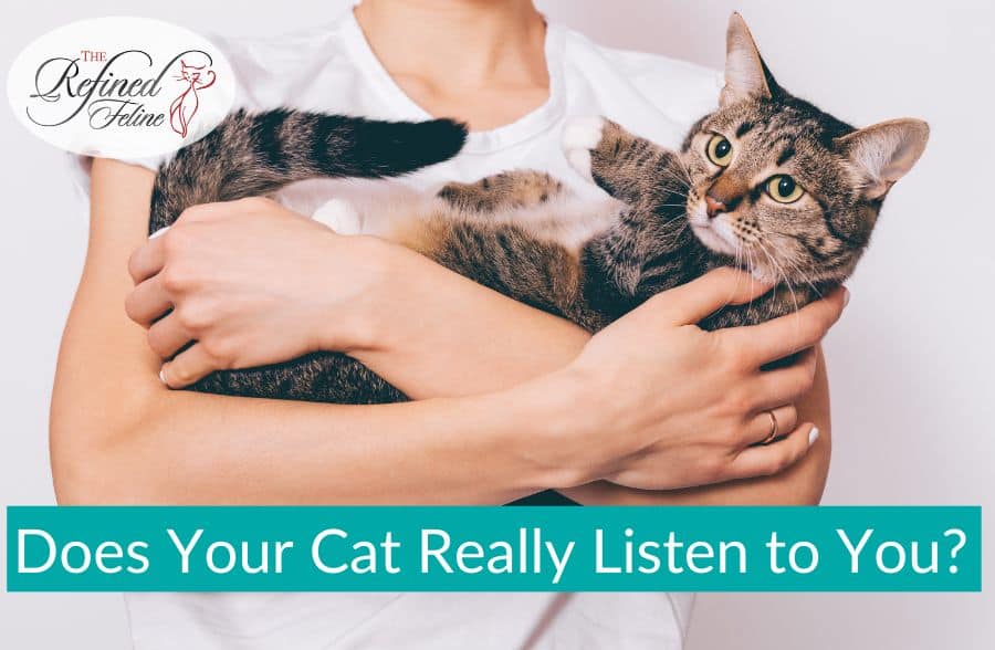Does Your Cat Really Listen to You