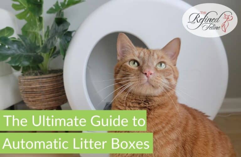 The Ultimate Guide to Automatic Litter Boxes The Refined Feline