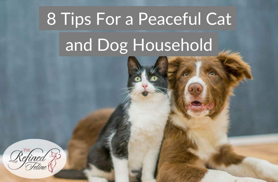 8 Tips For a Peaceful Cat and Dog Household