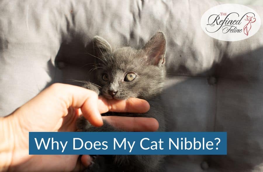Why Does My Cat Nibble