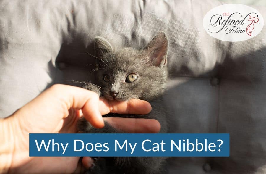 Gray kitten gently nibbling a person's hand on a cushion, with text: "Why Does My Cat Nibble" overlaid.