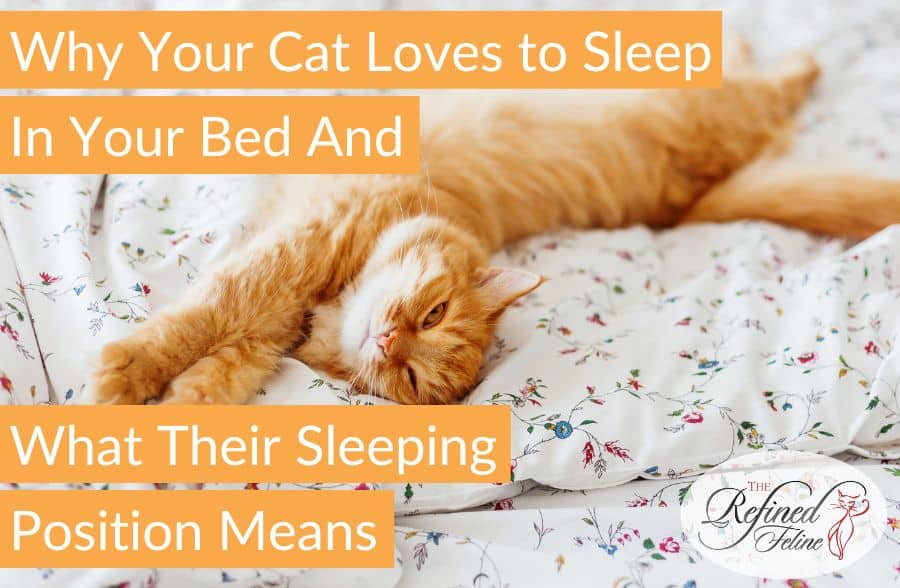 Why Your Cat Loves to Sleep In Your Bed And What Their Sleeping Position Means
