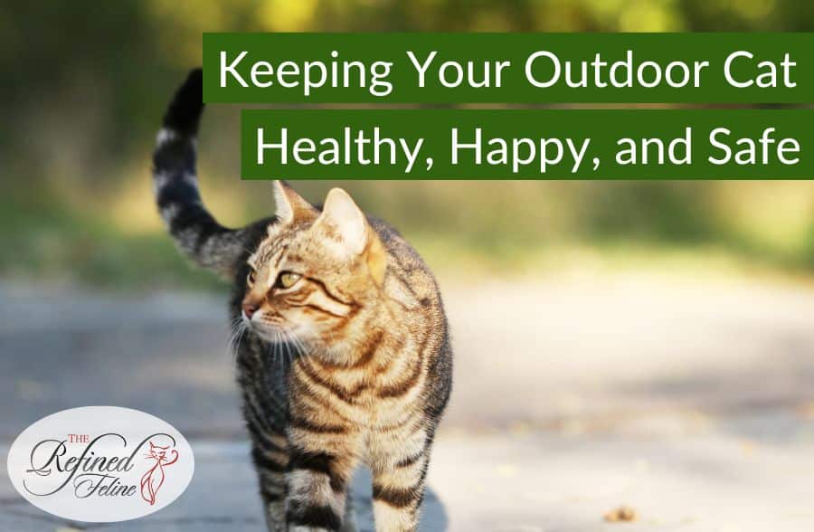 Tabby cat walking on grass under the title "Keeping-Your-Outdoor-Cat-Healthy-Happy-and-Safe," logo in lower left.