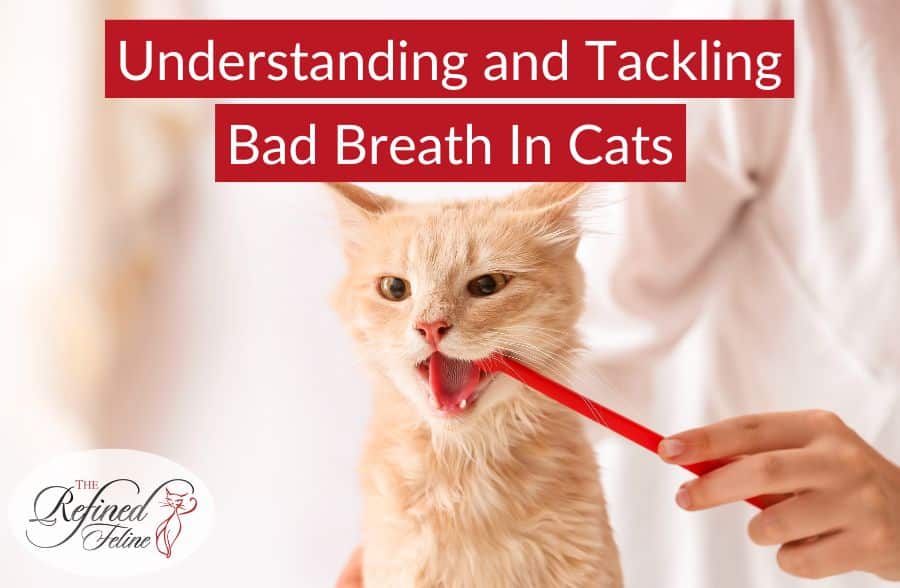 Understanding-and-Tackling-Bad-Breath-in-Cats
