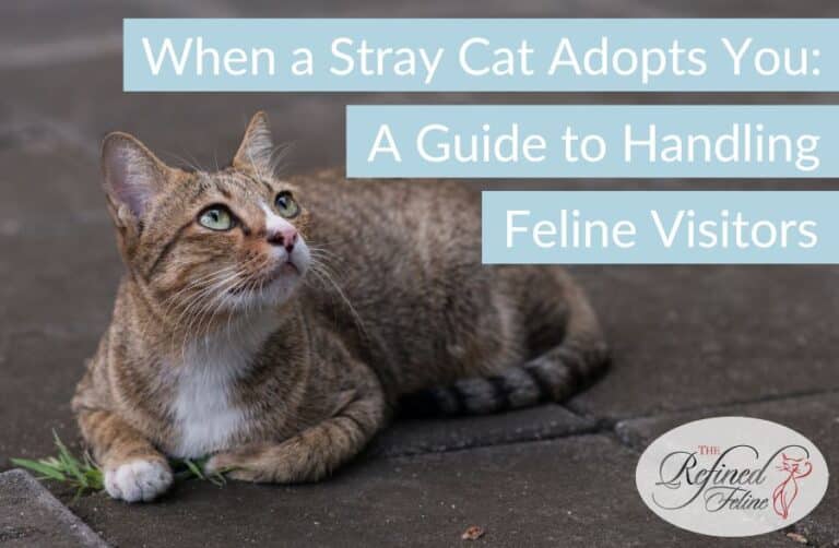 When a Stray Cat Adopts You A Guide to Handling Feline Visitors The