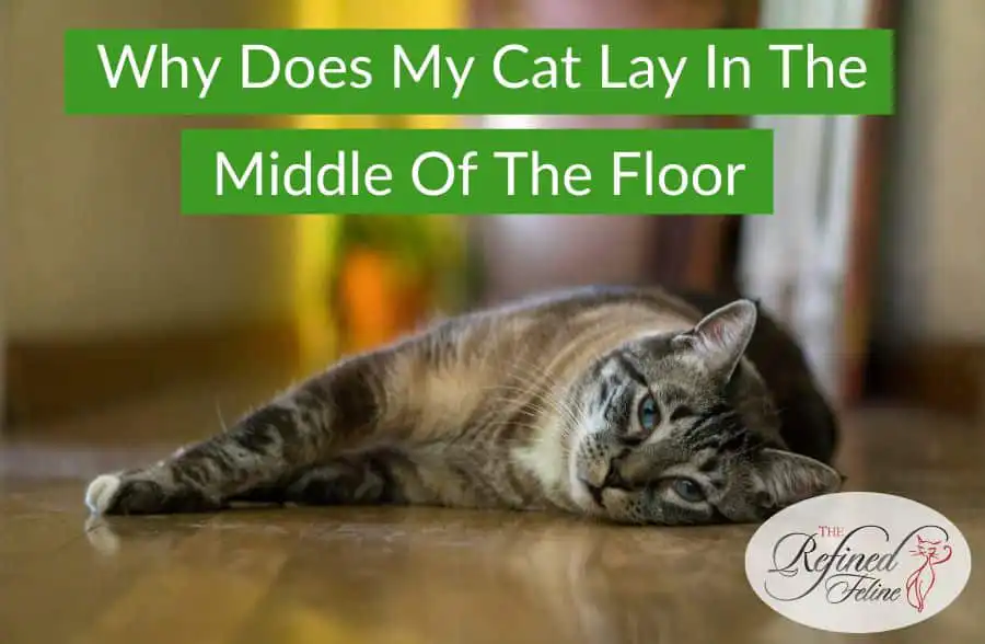 A relaxed cat lies stretched out on a wooden floor with the text: Why Does My Cat Lay In The Middle of the Floor.