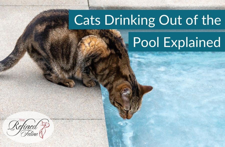 Tabby cat drinking water at pool edge, with overlaid text: "Cats Drinking Out of the Pool Explained.