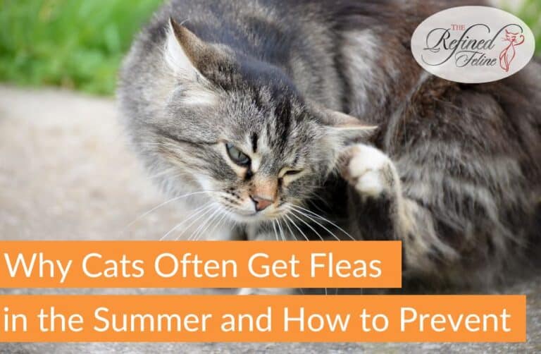 Picture of Why Cats Get Fleas in Summer & How to Prevent - The Refined Feline