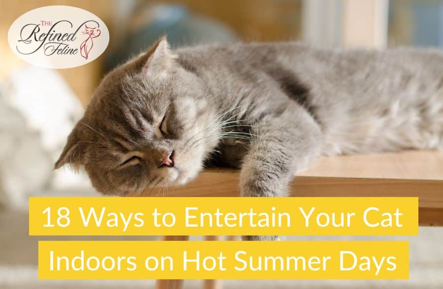 Grey cat lounging indoors with the text: 18 Ways to Entertain Your Cat Indoors on Hot Summer Days.