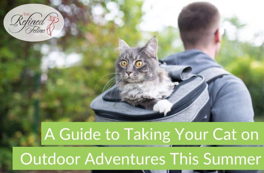 A gray cat looks out from a backpack being carried outdoors; text reads "A Guide to Taking Your Cat on Outdoor Adventures This Summer.