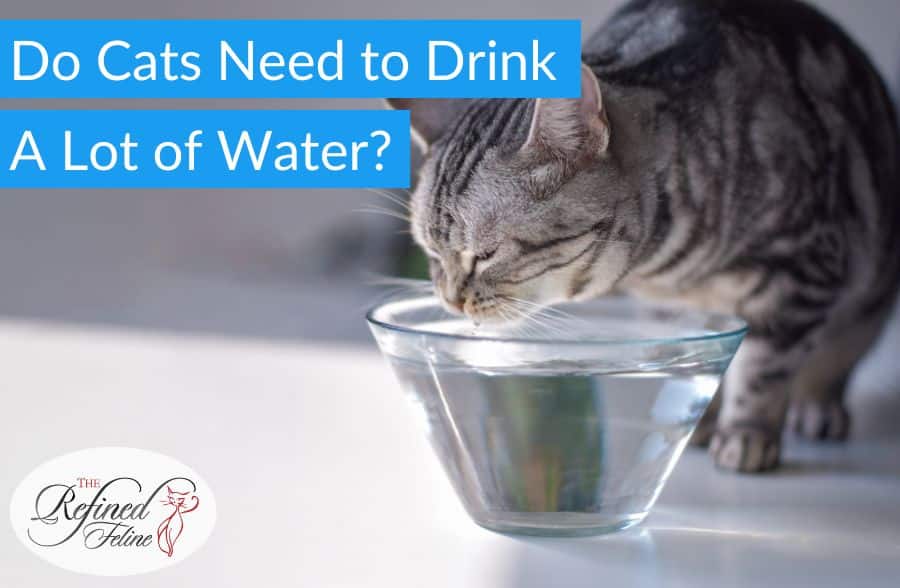 Gray tabby cat drinks from a clear glass bowl on white surface; overlaid text asks if cats need to drink a lot of water.