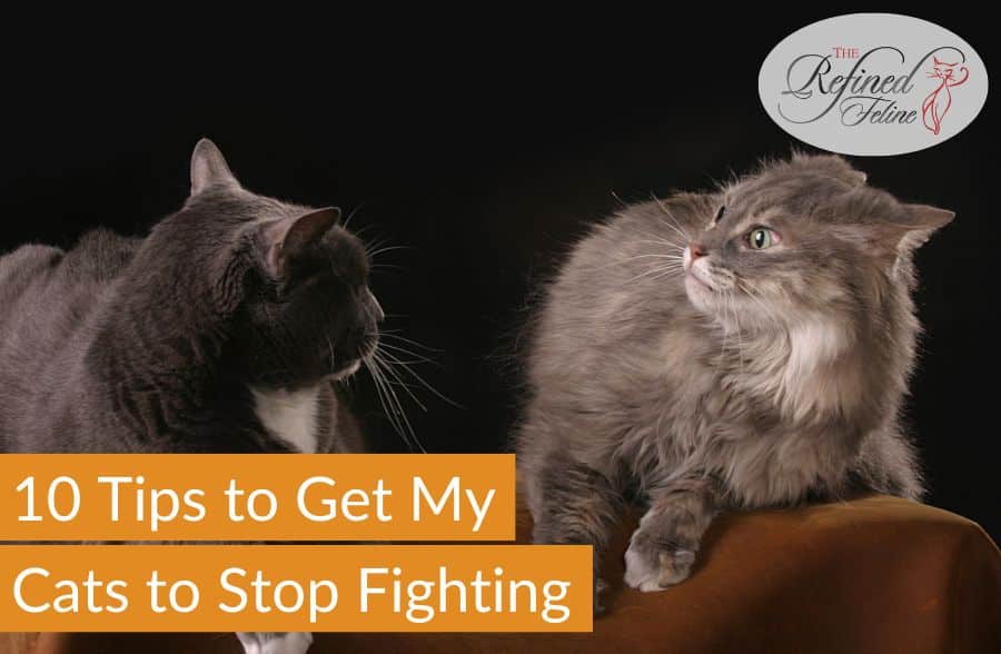 Two cats face each other on a brown floor with text "10 Tips to Get My Cats to Stop Fighting" and Refined Feline logo top right.