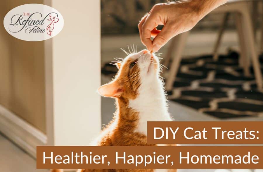 A person gives treats to a ginger and white cat indoors. Overlaid text: DIY Cat Treats Healthier, Happier, Homemade.