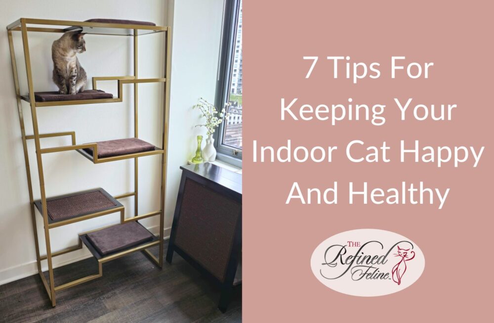 Curated visual reference: Managing Your Indoor Cat S Weight Reference: 7 Tips For Keeping Your Indoor Cat Happy And Healthy