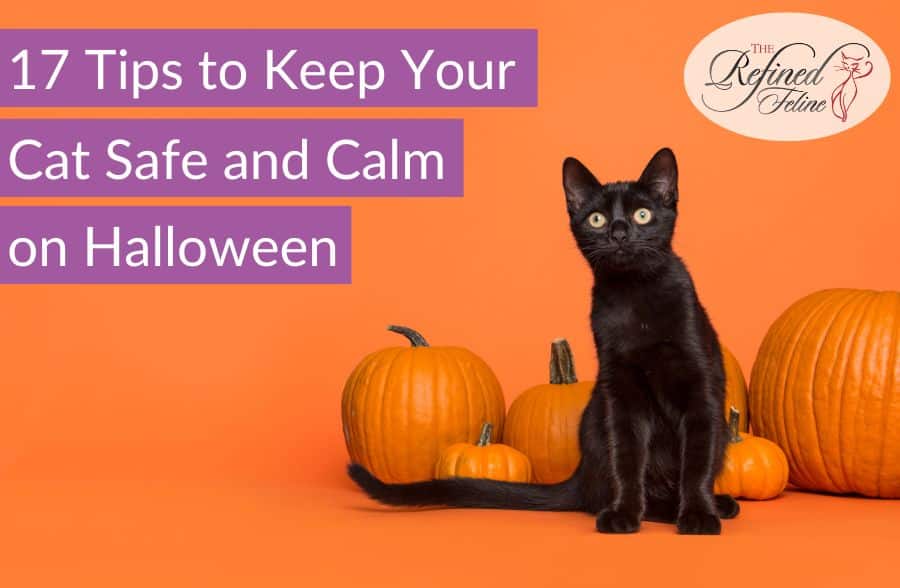 Black cat sitting beside three orange pumpkins on an orange background, with text: “17 Tips to Keep Your Cat Safe and Calm on Halloween.”.
