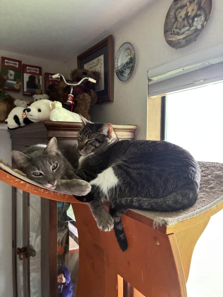 Image #4 from Rocket and Ripple C.