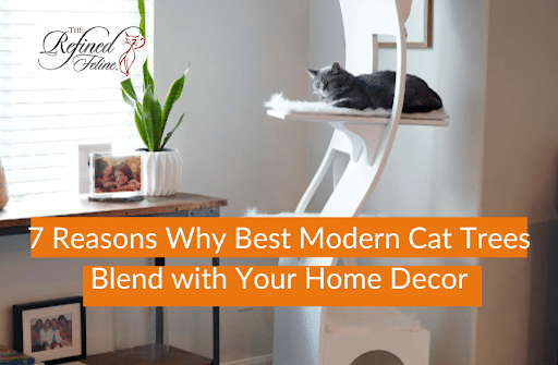 7 Reasons Why Best Modern Cat Trees Blend with Your Home Decor