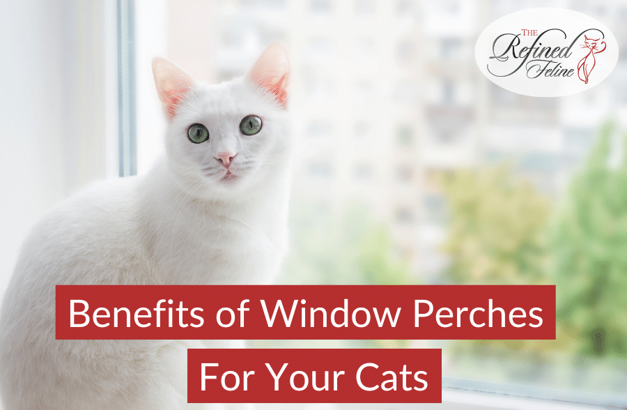 Benefits of Window Perches for Your Cats