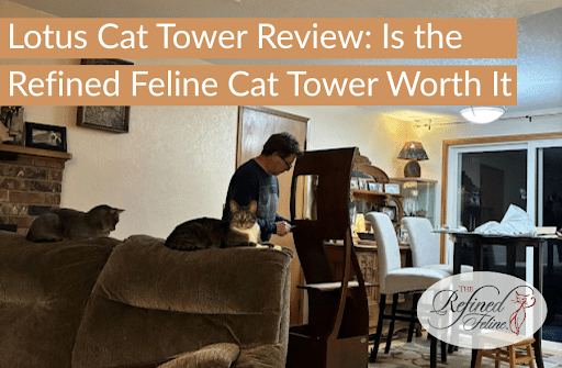 Person assembling a Lotus Cat Tower in a living room as two cats watch; text reads: Lotus Cat Tower Review.