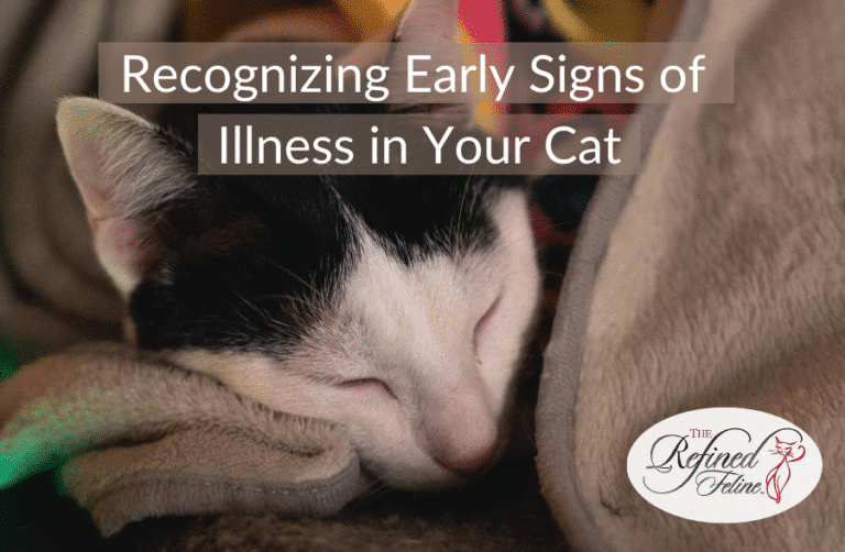 Contagious Cat Sign Cat Illness Signs | Early Warning Symptoms to Watch For
