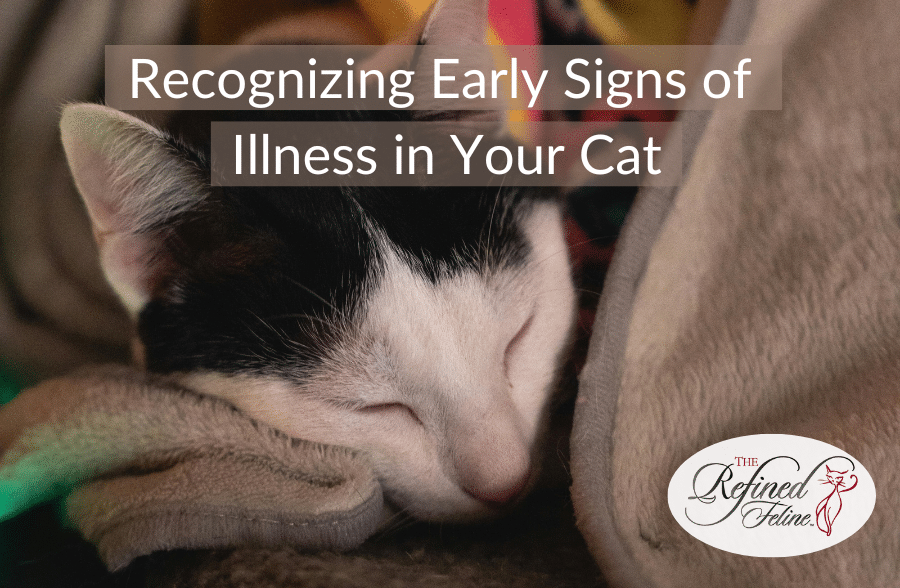 Recognizing Early Signs of Illness in Your Cat