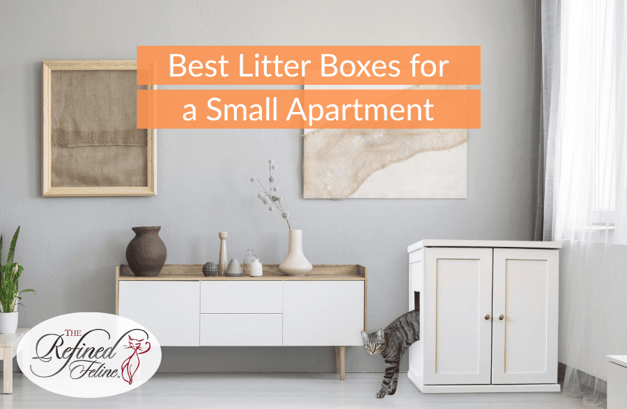 Best Litter Boxes for a Small Apartment