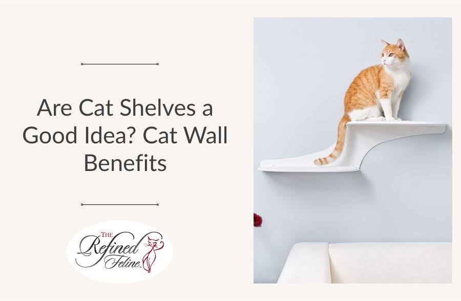 Are Cat Shelves a Good Idea? Cat Wall Benefits