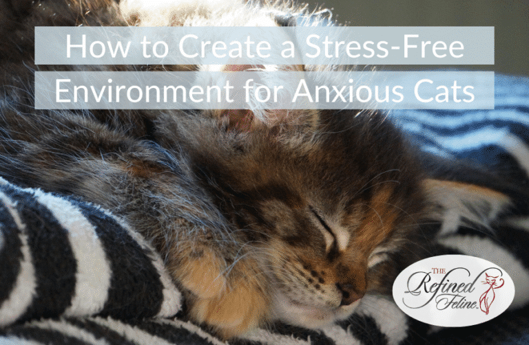 Image showcasing Cat Anxiety Relief | Create a Stress-Free Home for Cats