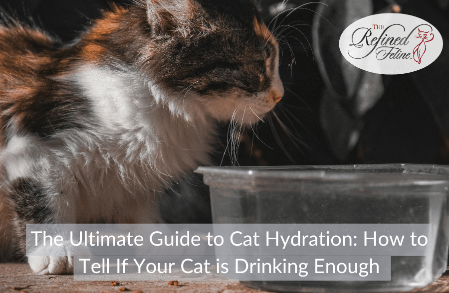 The Ultimate Guide to Cat Hydration: How to Tell If Your Cat is Drinking Enough