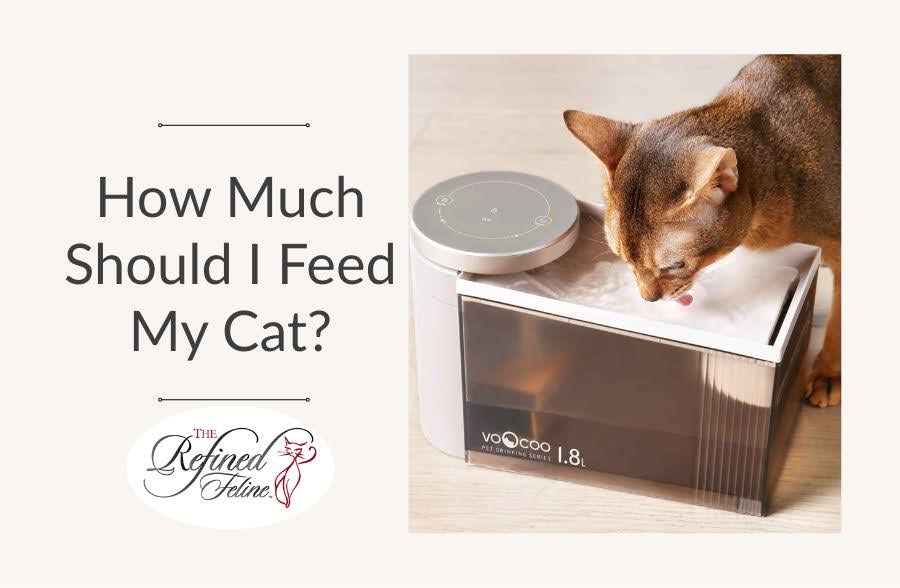 Brown cat eating from an automatic feeder next to the text “How Much Should I Feed My Cat?” and The Refined Feline logo.